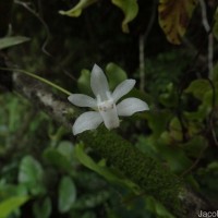 Thrixspermum pulchellum (Thwaites) Schltr.
